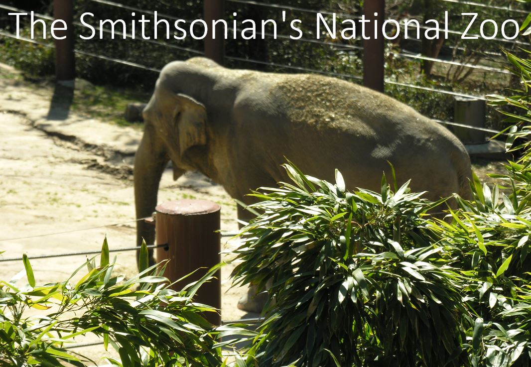 The Smithsonian's National Zoo